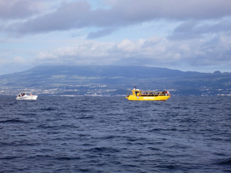 Trip to the Azores, Terceira: Whale and Dolphin watching