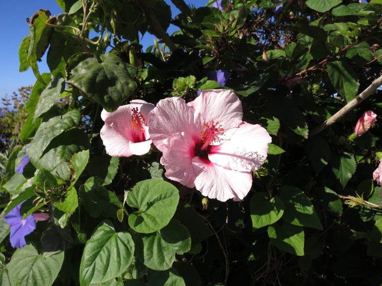 Trip to the Azores,  a short walk from Angra to São Mateus da Calheta