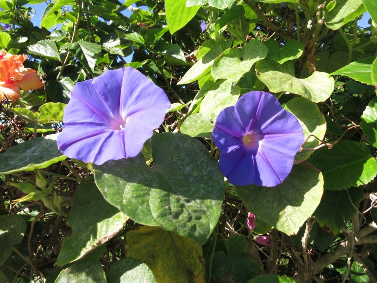 Trip to the Azores,  a short walk from Angra to São Mateus da Calheta