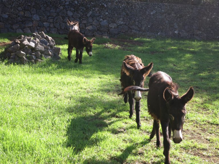 Trip to the Azores,  a short walk from Angra to São Mateus da Calheta