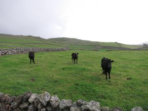 Trip to the Azores, History and fighting with Bulls