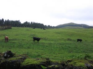 Trip to the Azores, History and fighting with Bulls