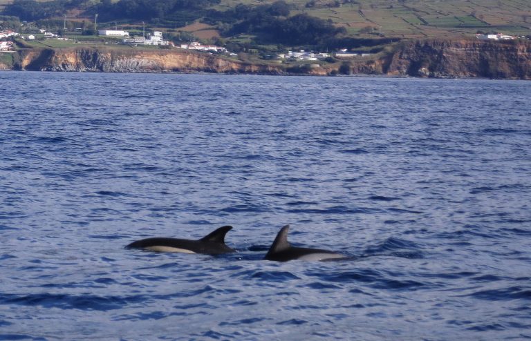 Trip to the Azores, Terceira: Whale and Dolphin watching