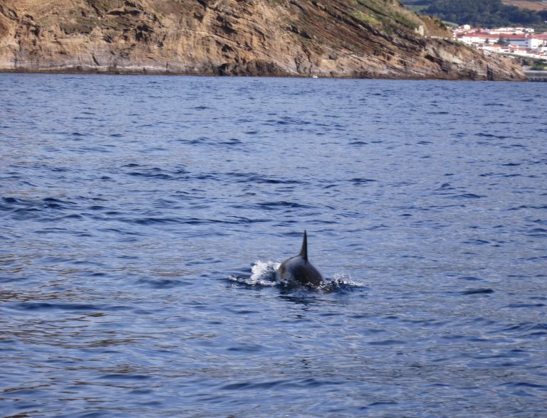 Trip to the Azores, Terceira: Whale and Dolphin watching