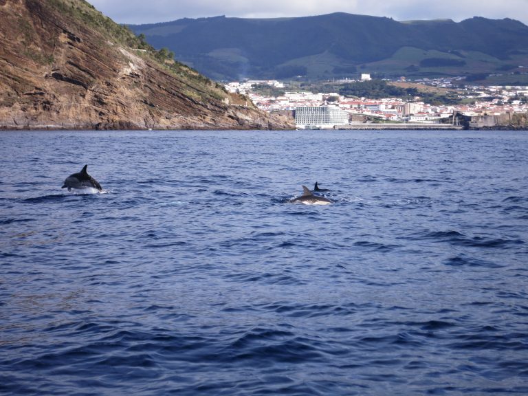 Trip to the Azores, Terceira: Whale and Dolphin watching