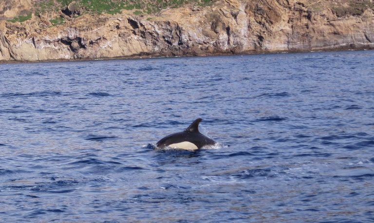 Trip to the Azores, Terceira: Whale and Dolphin watching