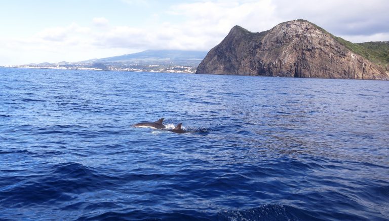 Trip to the Azores, Terceira: Whale and Dolphin watching