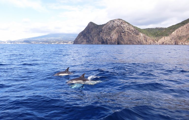 Trip to the Azores, Terceira: Whale and Dolphin watching