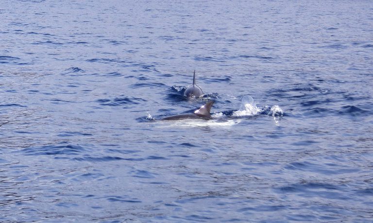 Trip to the Azores, Terceira: Whale and Dolphin watching