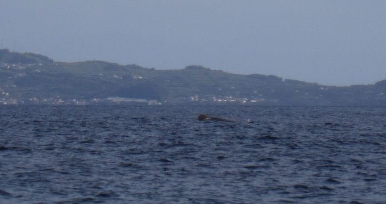 Trip to the Azores, Terceira: Whale and Dolphin watching