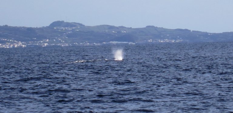 Trip to the Azores, Terceira: Whale and Dolphin watching