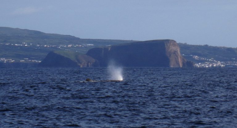 Trip to the Azores, Terceira: Whale and Dolphin watching