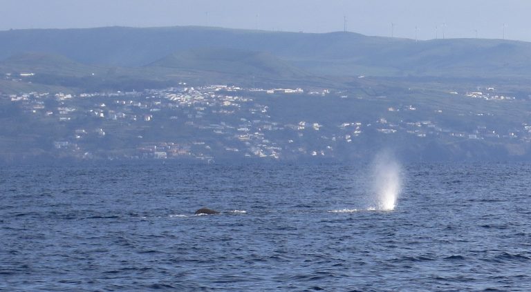 Trip to the Azores, Terceira: Whale and Dolphin watching