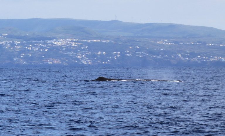 Trip to the Azores, Terceira: Whale and Dolphin watching