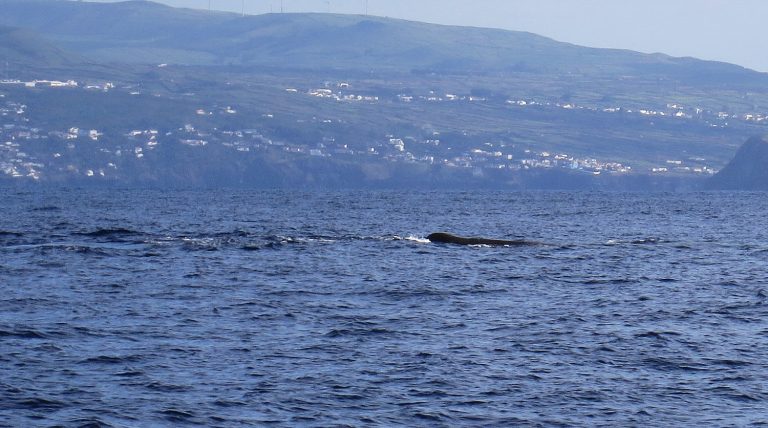 Trip to the Azores, Terceira: Whale and Dolphin watching