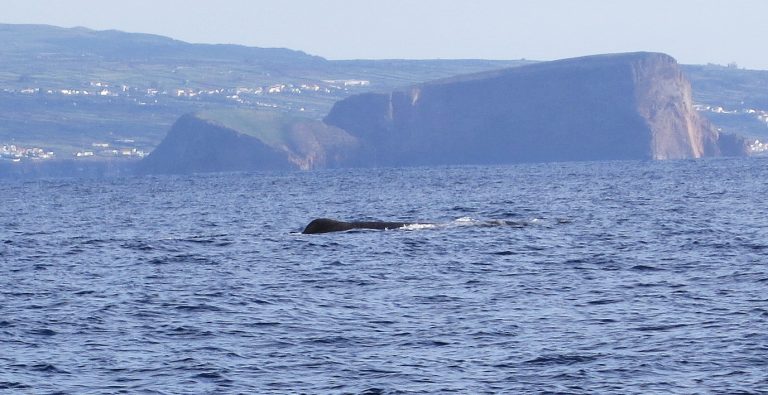 Trip to the Azores, Terceira: Whale and Dolphin watching