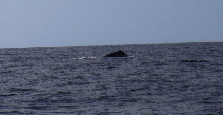 Trip to the Azores, Terceira: Whale and Dolphin watching