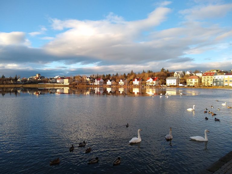 Icland, Reykjavík - Reykjavík City - Álft (Whooper Swan) at Lake Tjörnin