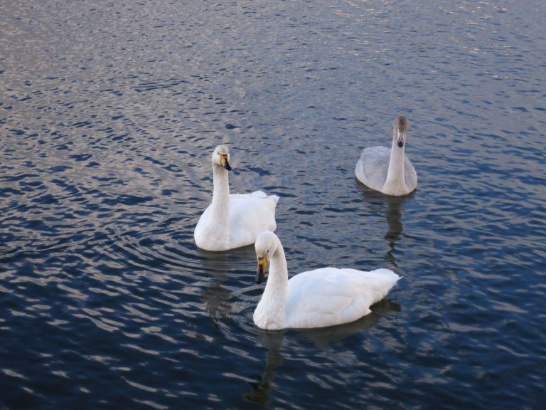 Icland, Reykjavík - Reykjavík City - Álft (Whooper Swan)