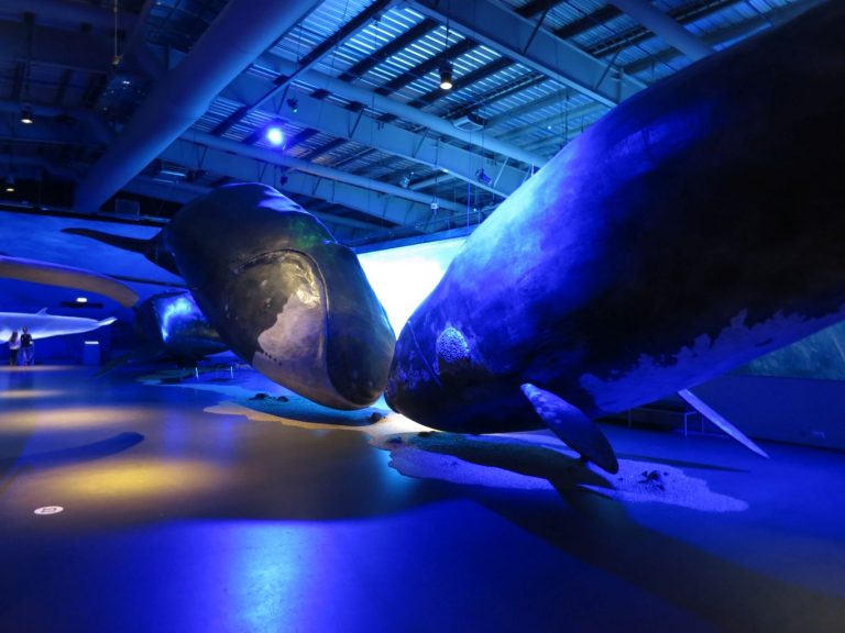 Icland, Reykjavík - Museum - Whales of Iceland