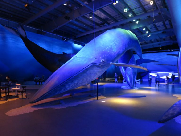 Icland, Reykjavík - Museum - Whales of Iceland