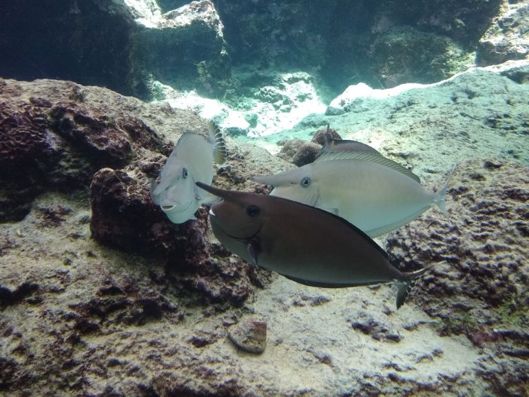 Japan 2019 - Okinawa - Churaumi Aquarium and Expo Park