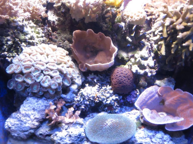 Japan 2019 - Okinawa - Churaumi Aquarium and Expo Park