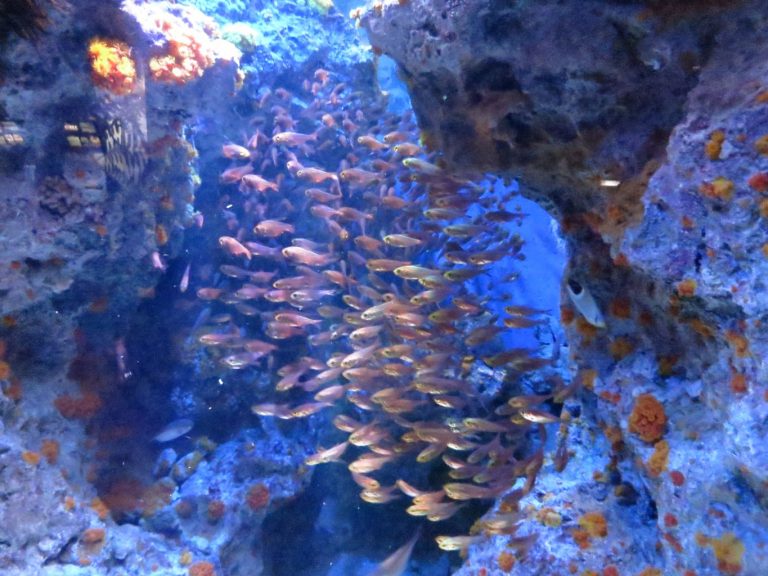 Japan 2019 - Okinawa - Churaumi Aquarium and Expo Park