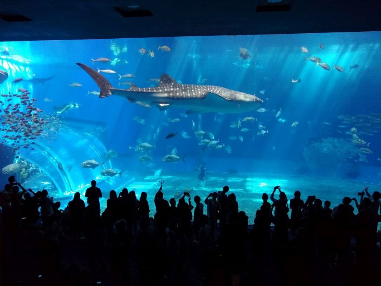 Japan 2019 - Okinawa - Churaumi Aquarium and Expo Park