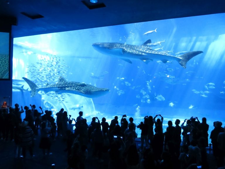 Japan 2019 - Okinawa - Churaumi Aquarium and Expo Park