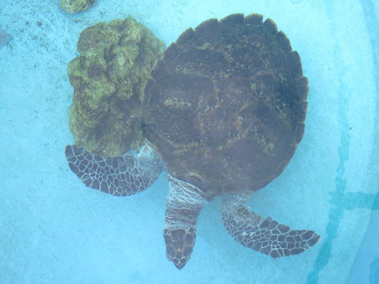 Japan 2019 - Okinawa - Churaumi Aquarium and Expo Park